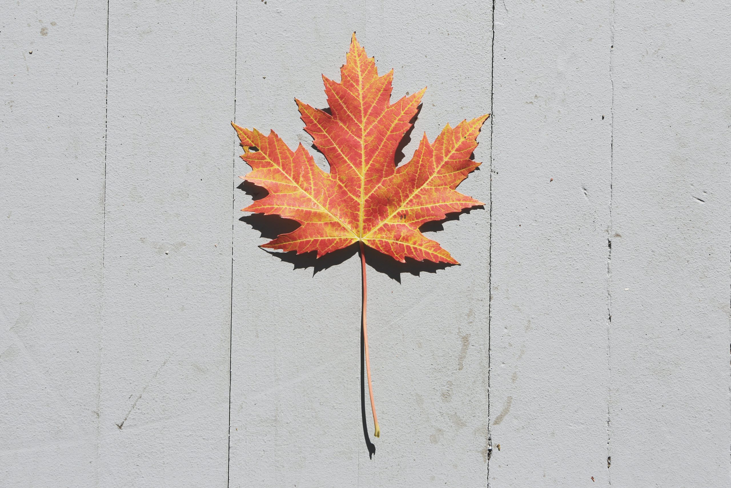 An orange, red, and brown maple leaf on a white background.